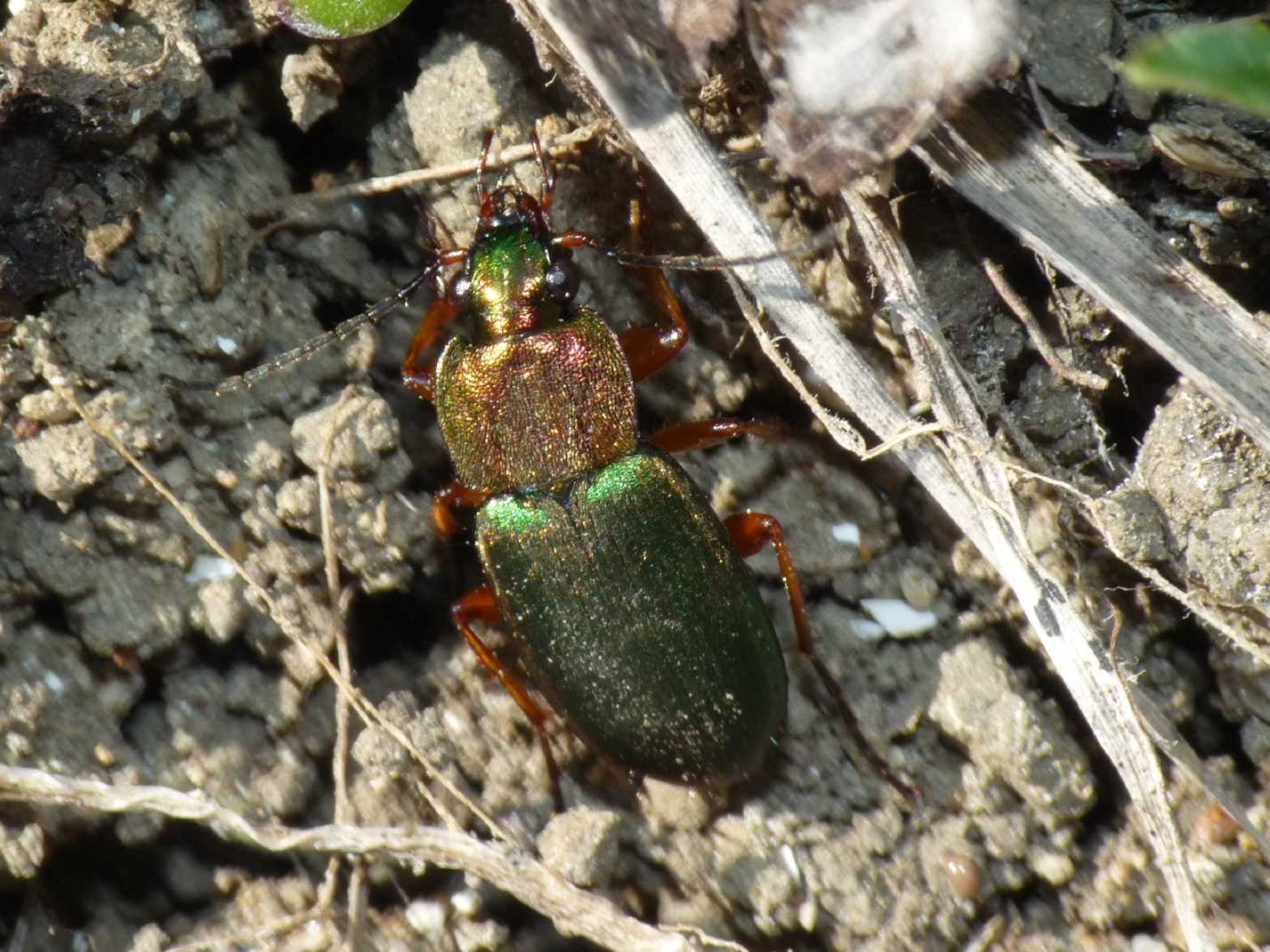 Chlaeniellus nigricornis e Chlaeniellus olivieri